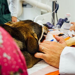 curso-online-anestesia-veterinaria-total