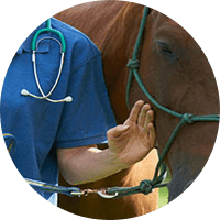 Curso-Anestesia-Equinos