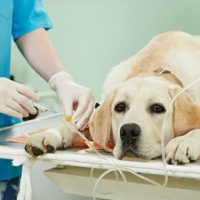 cachorro-anestesia