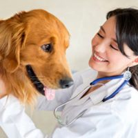 cuidados-paliativos-veterinaria